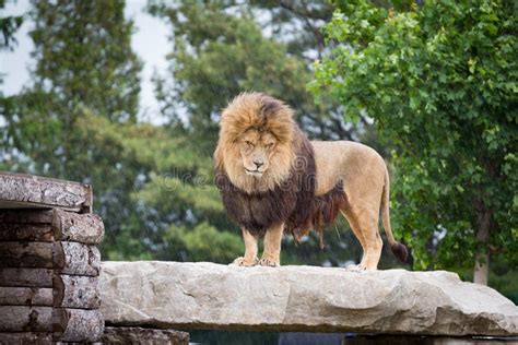 Lion in Den stock image. Image of mane, looking, wildcat - 4782371