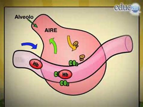 Biolog A En La Secundaria Hematosis