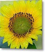 Sunflower After The Rain Photograph By Judy Genovese Fine Art America