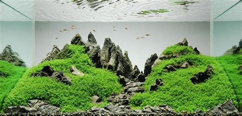 Diving Into Aquascaping The Art Of Underwater Landscape Architecture