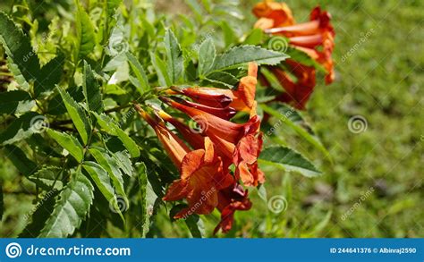 Campsis Radicans Also Known As Trumpet Creeper Stock Photo Image Of