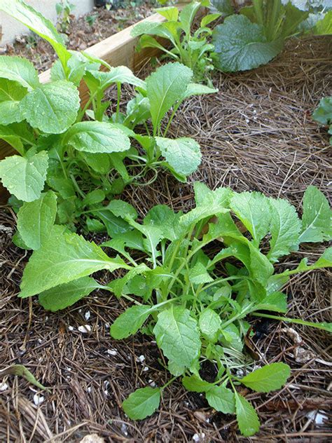 Growing Mustard Greens Plants General Planting And Growing Tips Bonnie Plants