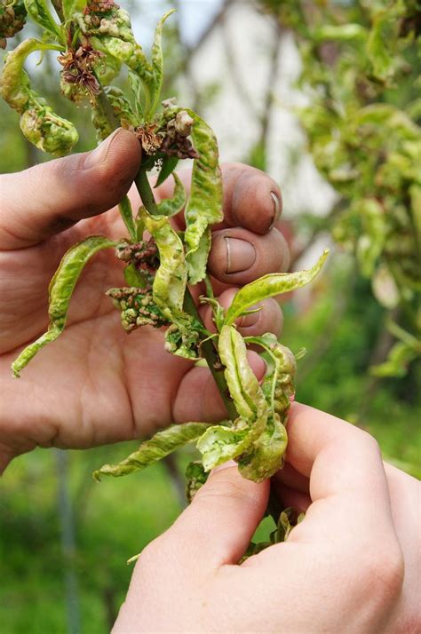 Identification Of Fruit Tree Diseases Common Disease Symptoms In Fruit