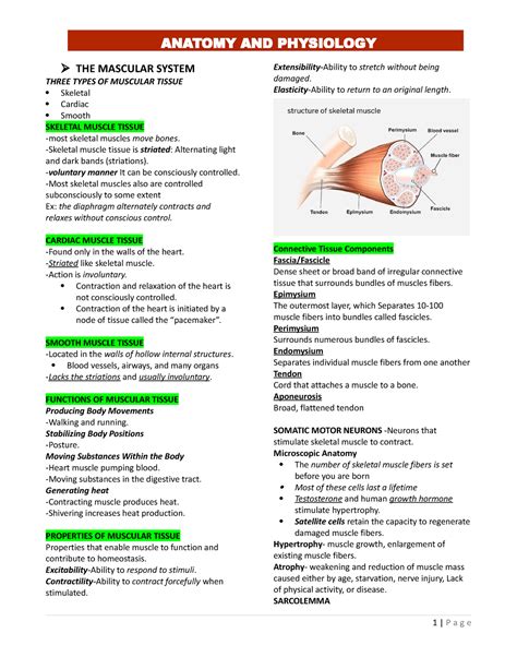 Anaphy Midterms Reviewer Bsn 1 The Mascular System Three Types Of