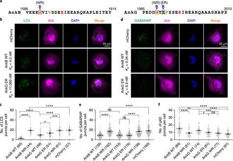 Autophagy Inhibition By Ankb G Lir Peptides In Cos Cells A Amino Acid