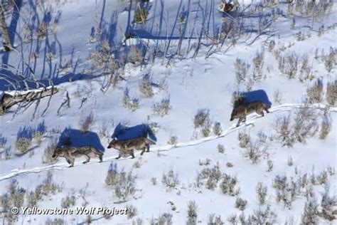 Yellowstone Wolf: Tracking the Packs