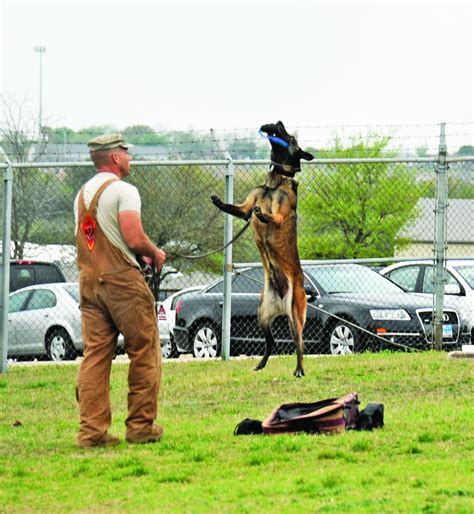 Military Working Dogs: Guardians of the Night | Article | The United States Army