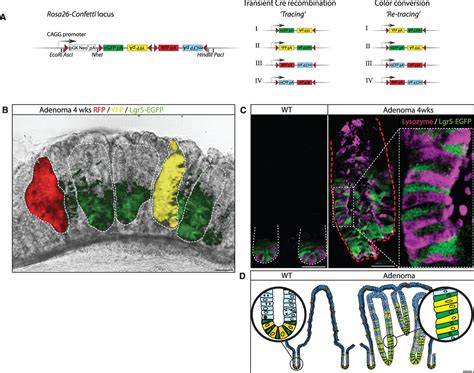 Lineage Tracing Reveals Lgr Stem Cell Activity In Mouse Intestinal