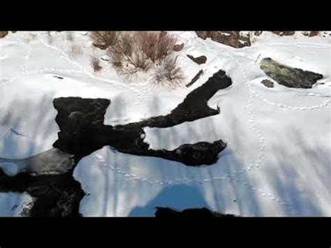 ревун - YouTube