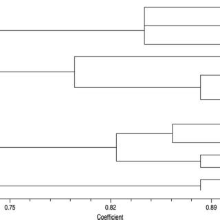 Dendrogram Derived From Cluster Analysis Of SSRs Markers Based On