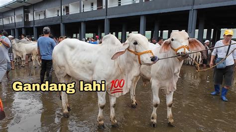 December Update Sa Presyo Ng Baka Sa Cattle Trading Capital Of