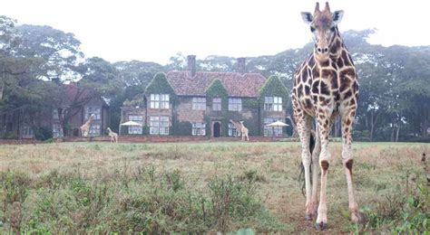 Giraffe Manor In Kenya Safari Adventures Kenya