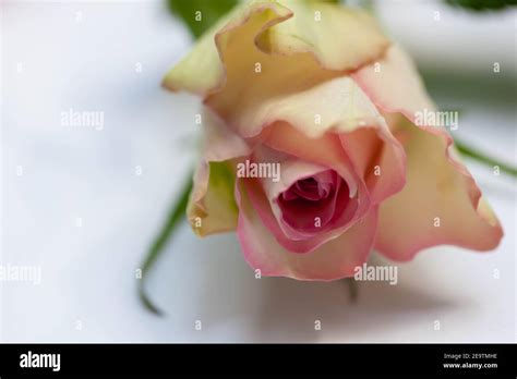 High Resolution Close Up Of A Single White Pink Edged Rose On A White