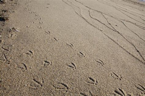 Free picture: bird, animal, tracks, sand