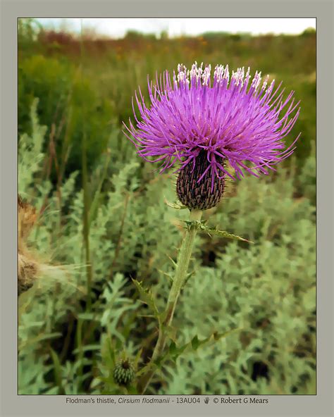 Flodmans Thistle Cirsium Flodmanii 13au04 Photograph By Robert G Mears