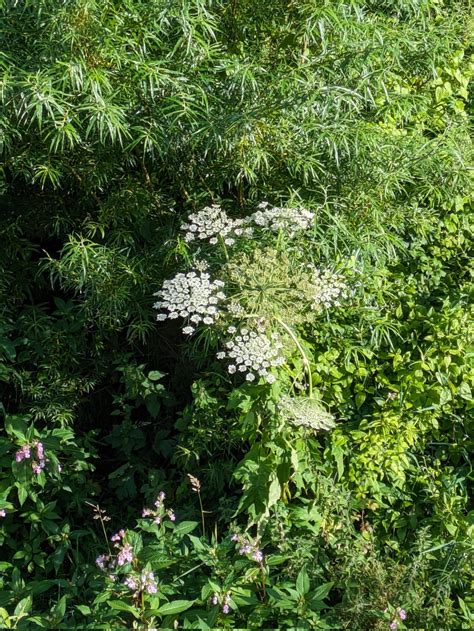 Olly Lynch Milner On Twitter Some InvasiveSpecies At The Campus Of