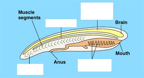 BIO FINAL EXAM Diagram Quizlet