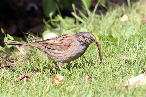 Dunnock