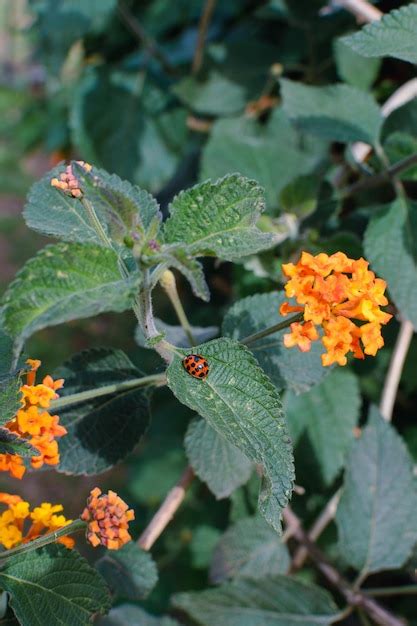 Flor naranja lantana camara conocida como bandera española con una