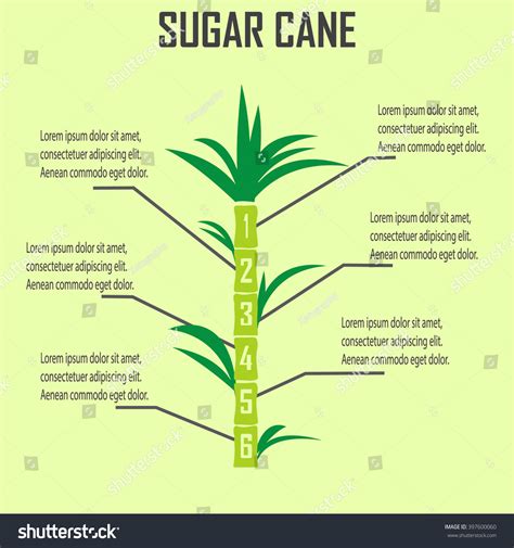 Sugar Cane 스톡 벡터로열티 프리 397600060 Shutterstock