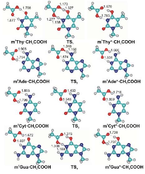 Spatial structures of complexes of DNA bases tautomers with acetic acid ...