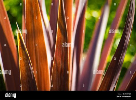 The Spiky Red Leaves Of The Cordyline Plant Stock Photo Alamy