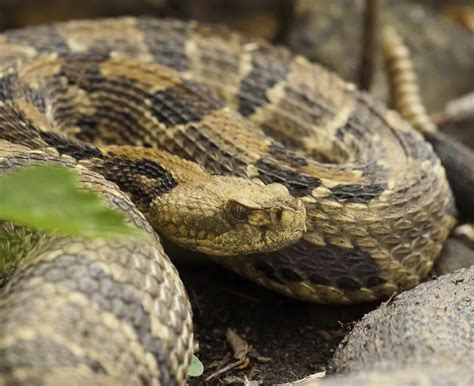 7 Types Of Rattlesnakes In California Id Guide Bird Watching Hq