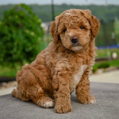 Male F1b Cavapoo Puppy For Sale Id 1812 Bw