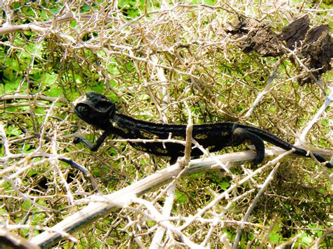 Black Chameleon | Shutterbug