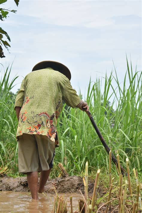 Petani Cangkul Sawah Foto Gratis Di Pixabay Pixabay