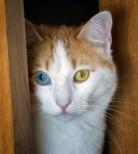 Um Gato Dois Olhos De Cores Diferentes Foto De Stock Imagem De