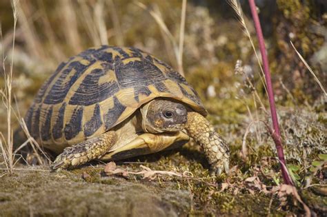 Son Histoire Et Ses Origines Tortue Dhermann