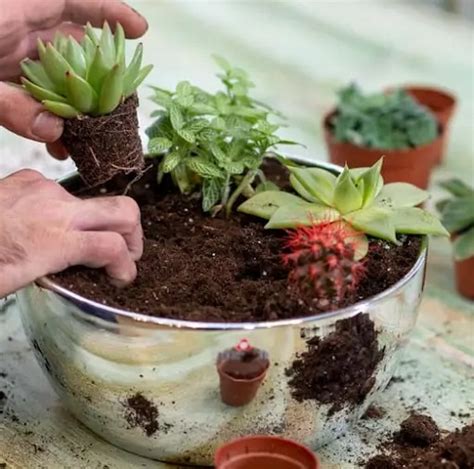 All You Need To Know About Creating An Indoor Succulent Garden