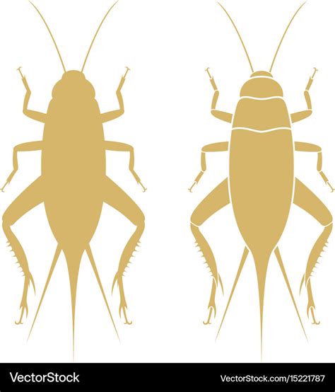 Field cricket isolated cricket on white Royalty Free Vector