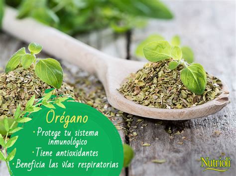 El Orégano Es Una Especia Que Realza El Sabor Y Aroma De Tus Platillos