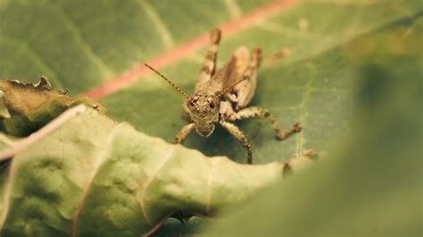 Premium Photo A Brown Grasshopper Standing On A Green Leaf