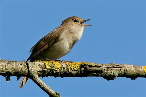 Nightingale | Animal Wildlife
