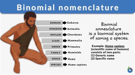 Binomial nomenclature - Definition and Examples - Biology Online Dictionary