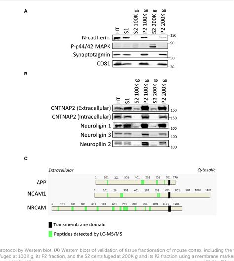 Pdf A Methodology To Globally Assess Ectodomain Shedding Using