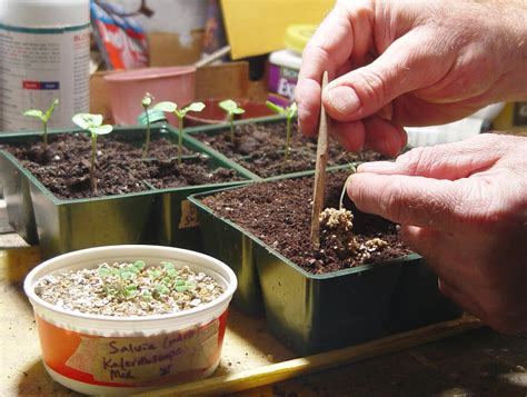 10 seed-starting mistakes and how to avoid them - pennlive.com 