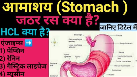 How Does Stomach Work Human Stomach Structure