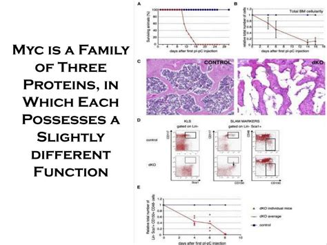 PPT - The Myc Transcription Factor PowerPoint Presentation, free ...