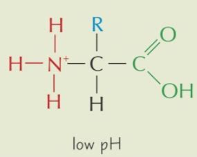 Amino Acids Proteins Flashcards Quizlet