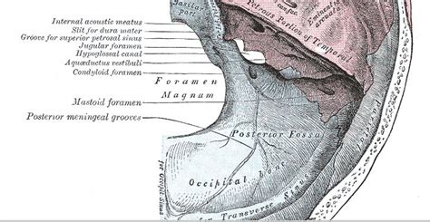 Foramen Yugular Neurocirugía Contemporánea Issn 1988 2661