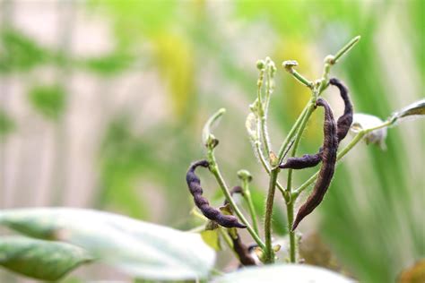 plante de haricot mungo avec gousses de pois verts mûrs, la gousse de ...