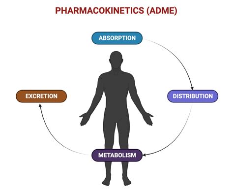 Pharmacokinetics Adme Pharmacology Mentor