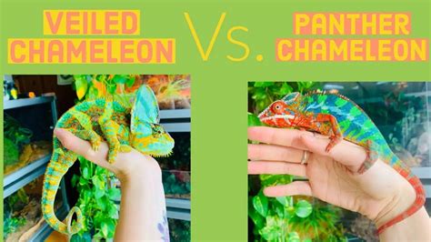 Panther Chameleon Vs Veiled Which Is Better For You