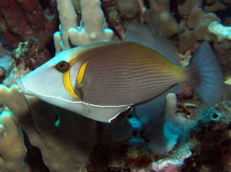 Scythe Triggerfish Sufflamen Bursa Big Island Hawaii Photo 8