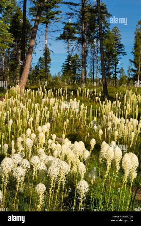 Xerophyllum Tenax Hi Res Stock Photography And Images Alamy