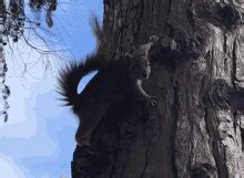 Squirrel Tail Talk To The Tail GIF - SquirrelTail TalkToTheTail Squirrel - Discover & Share GIFs